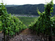 Weinberge über Poltersdorf